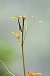 爬山虎