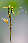 爬山虎触手