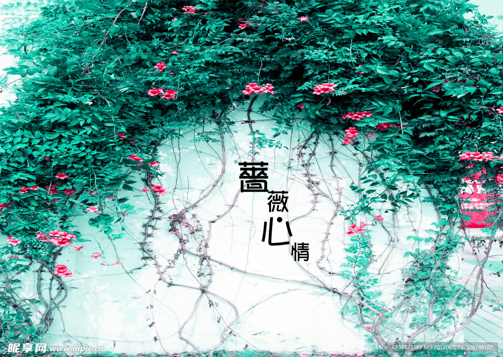 蔷薇