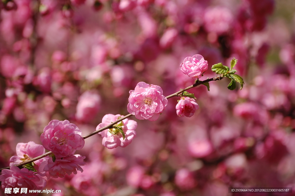 桃花