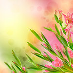 鲜花背景