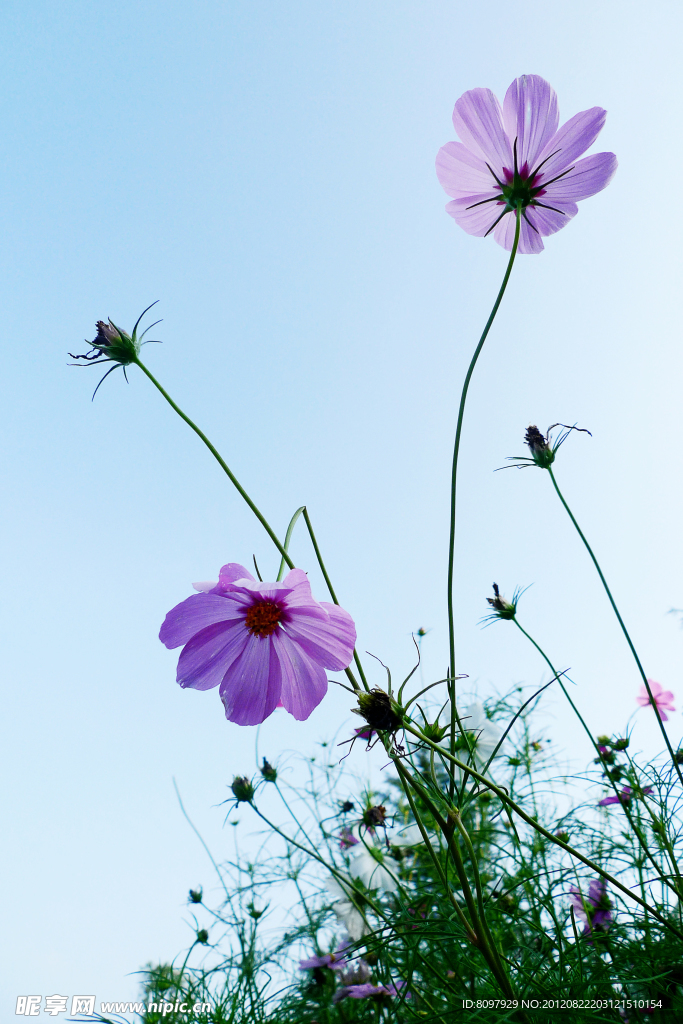 波斯菊