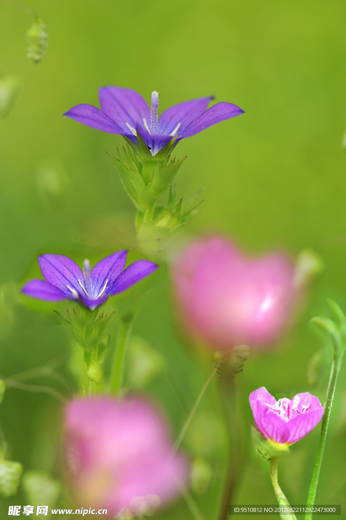 粉红色花