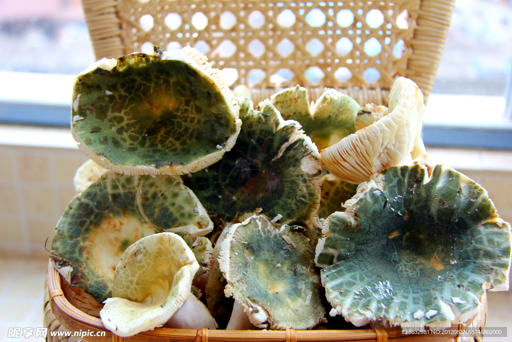 青头菌