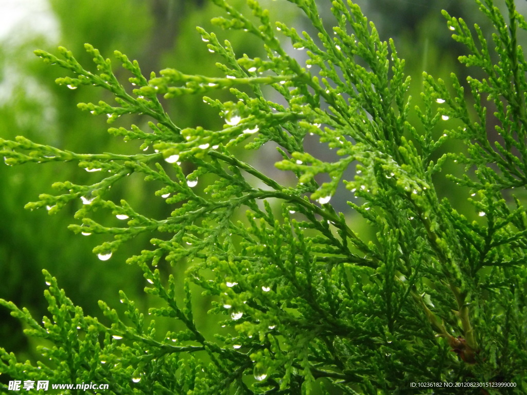 雨润柏枝翠