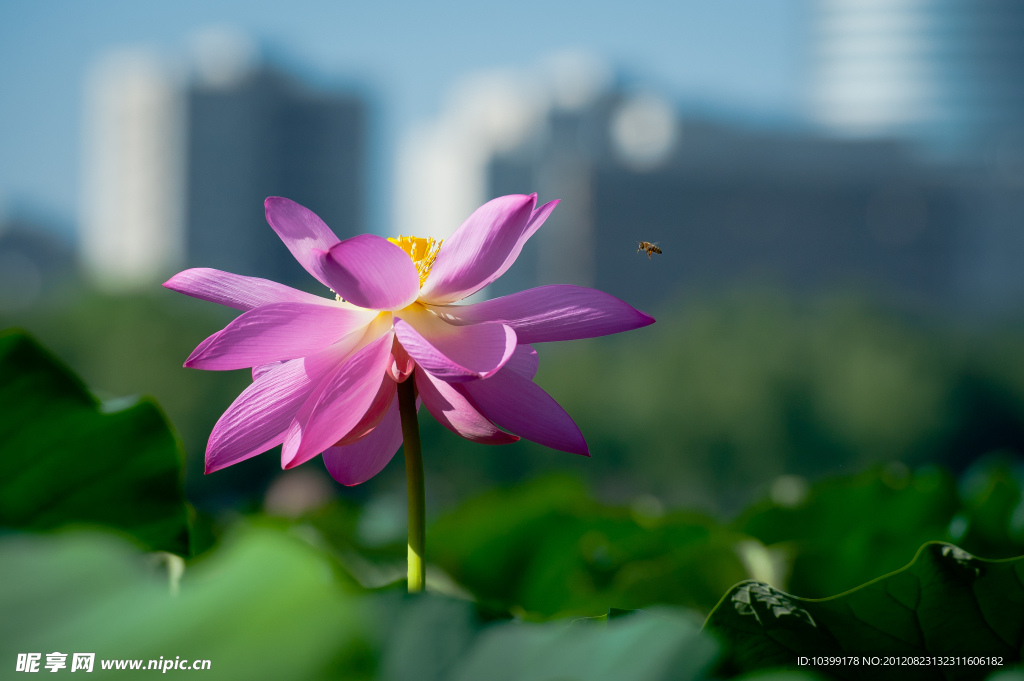 荷花与蜜蜂