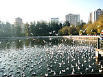 春天