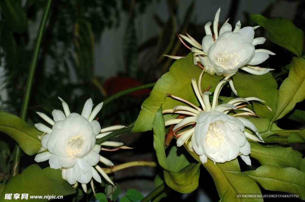 昙花