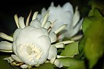 昙花