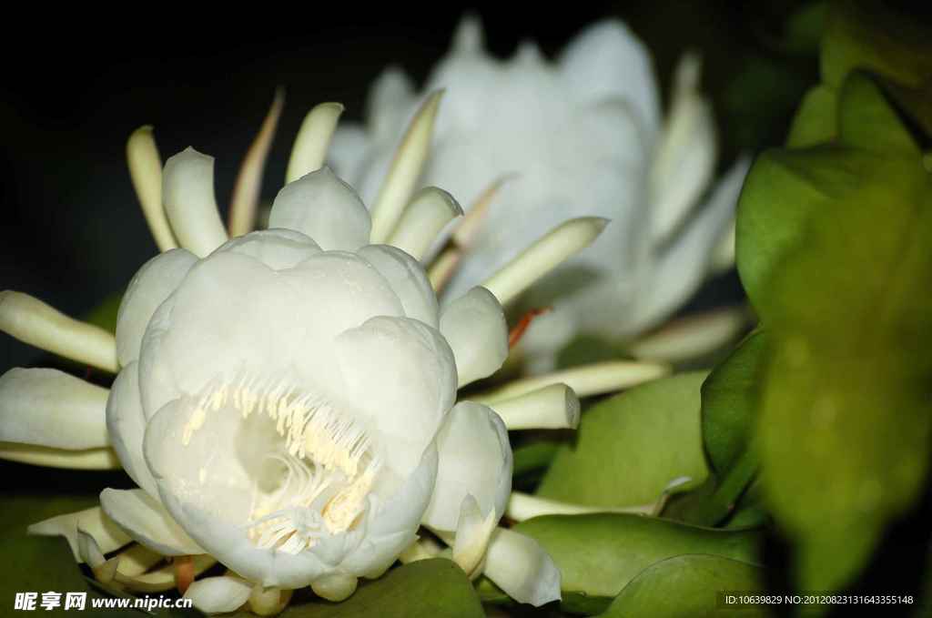 昙花