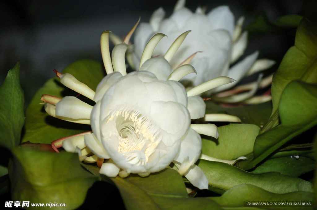昙花
