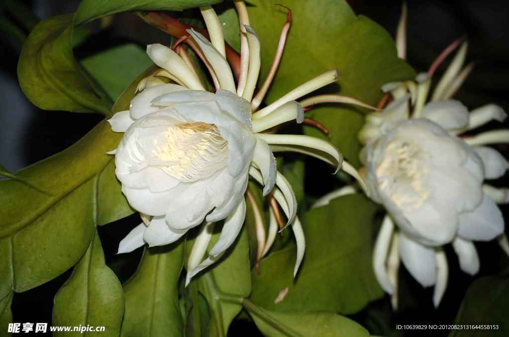 昙花