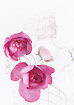 玫瑰花