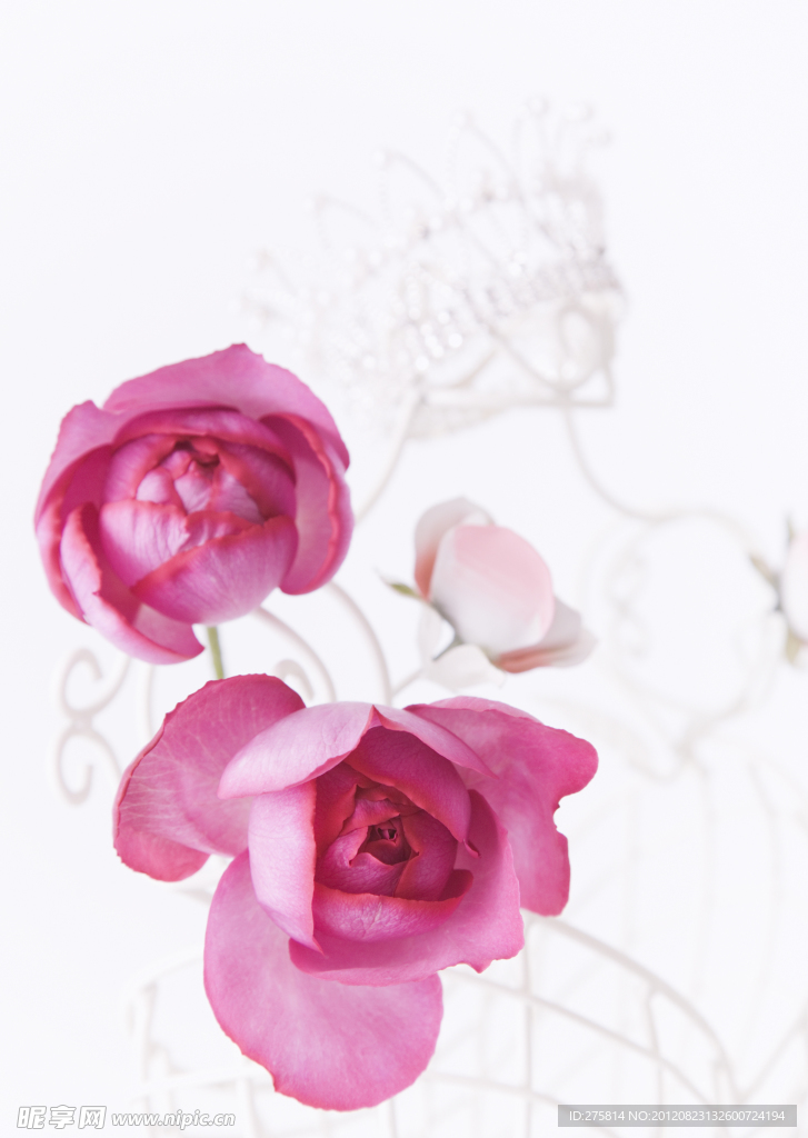 玫瑰花