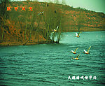 天鹅嬉戏曹家沟