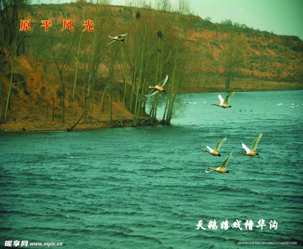 天鹅嬉戏曹家沟