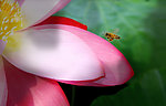 花瓣