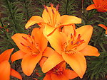 百合花