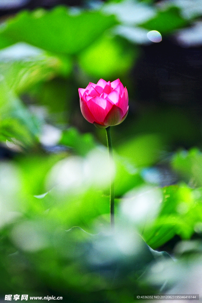 荷花
