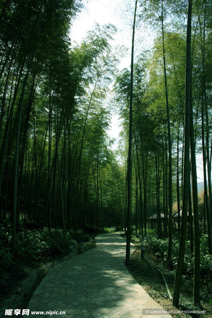 竹林