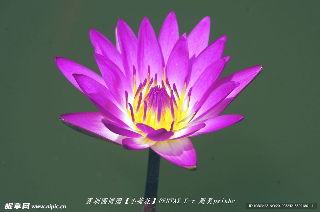 小荷花