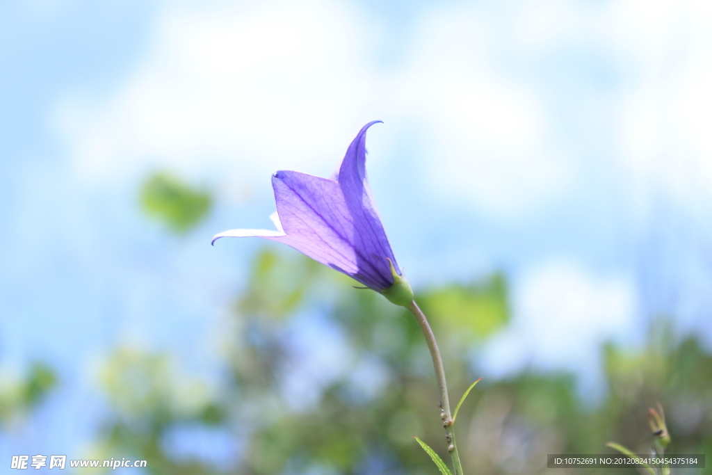 山间野花