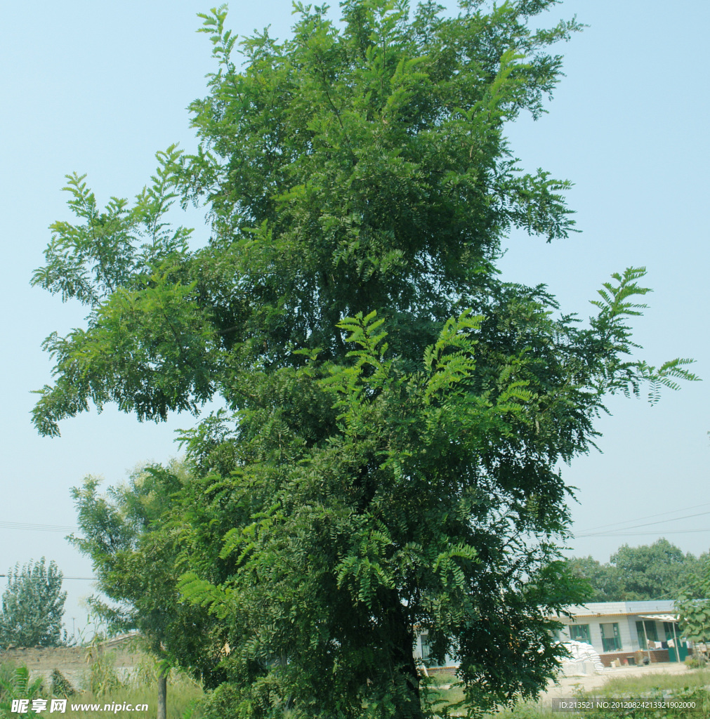 绿树