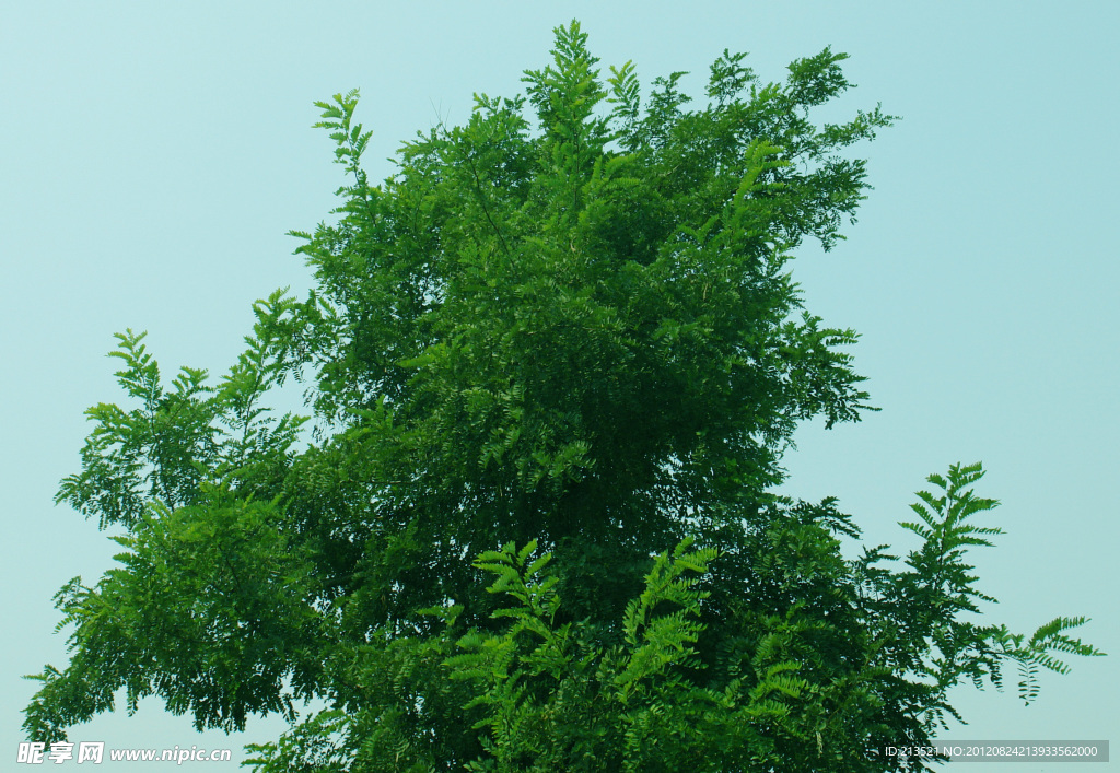 绿树