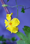 苦瓜花