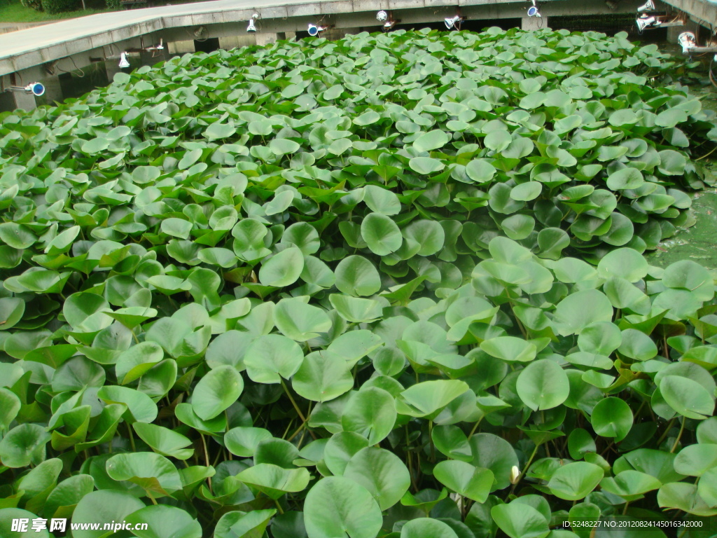 水生植物