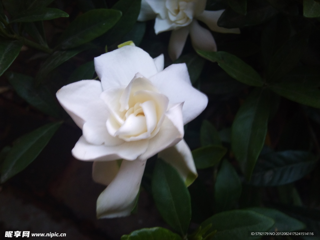 栀子花（非高清）