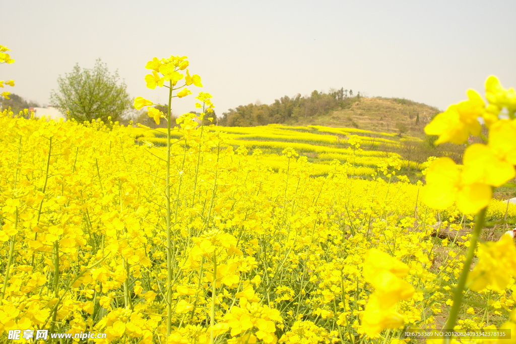 金色油菜花