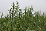 芝麻开花结果