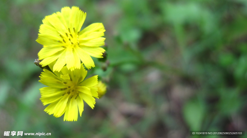 小黄花