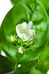 茉莉