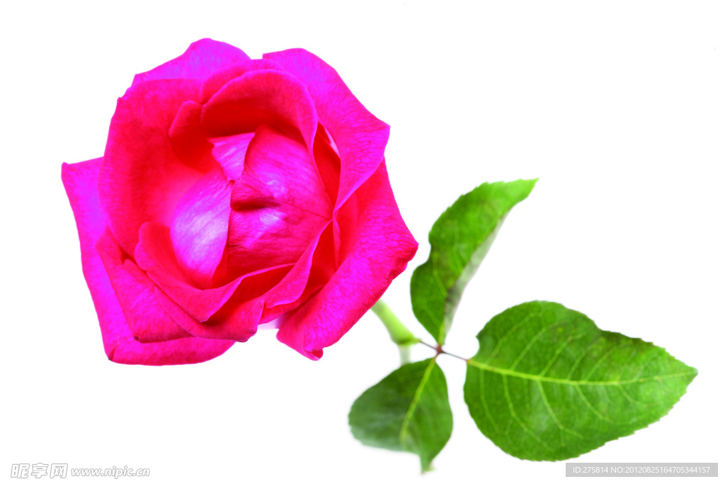 玫瑰花