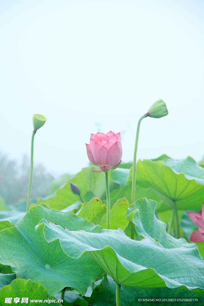 莲蓬旁的荷花