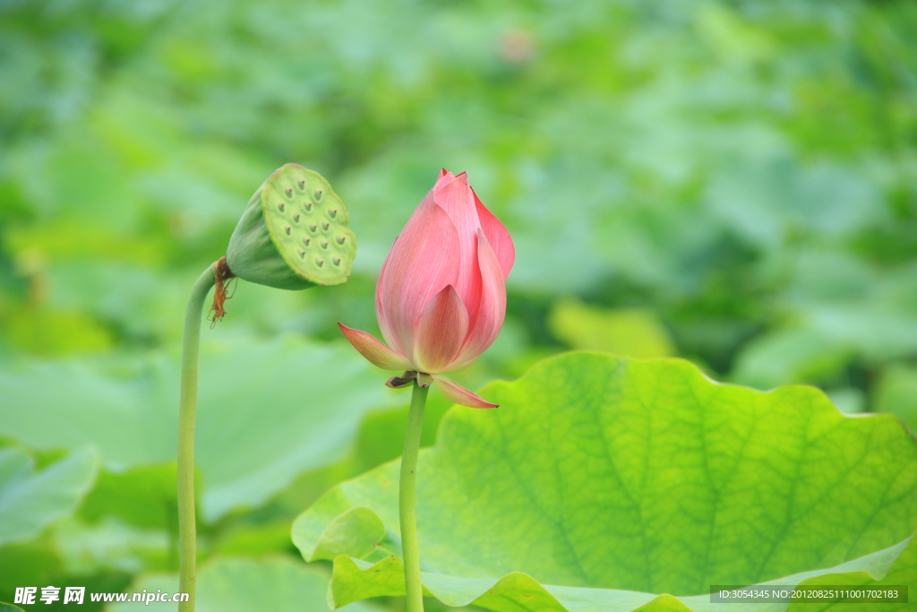 莲蓬旁的荷花