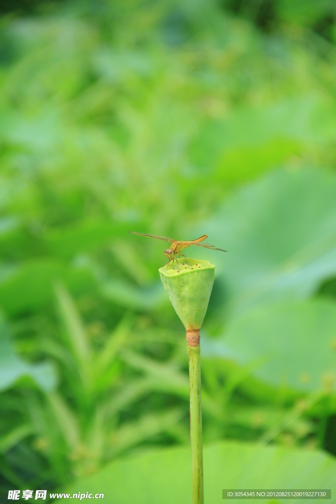 莲蓬上的蜻蜓