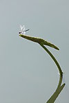 蜻蜓