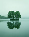 绿树风景