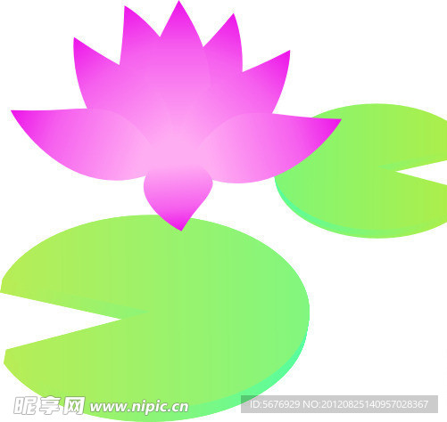 荷花