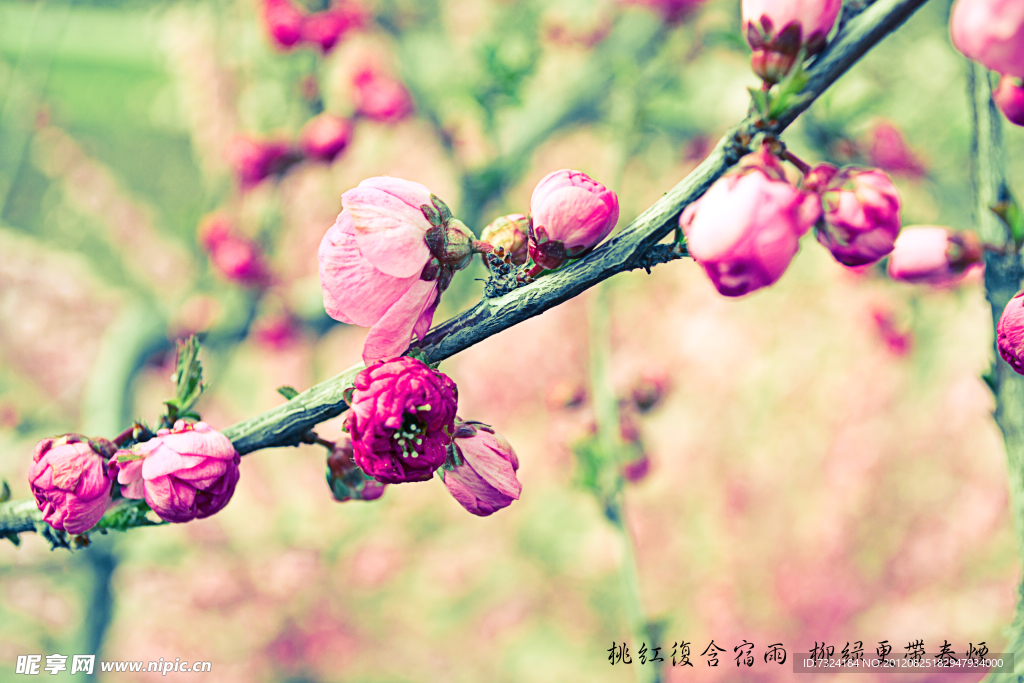 小红花小清新