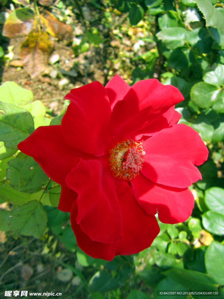 月季花
