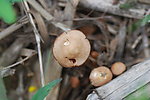 蘑菇