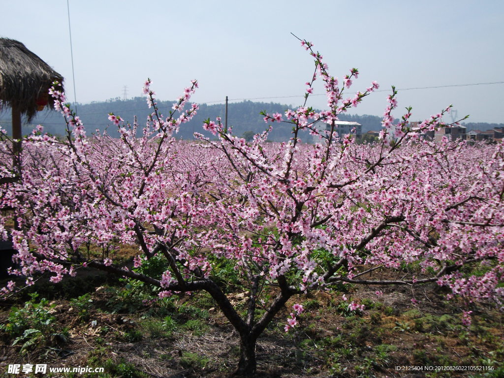 桃花