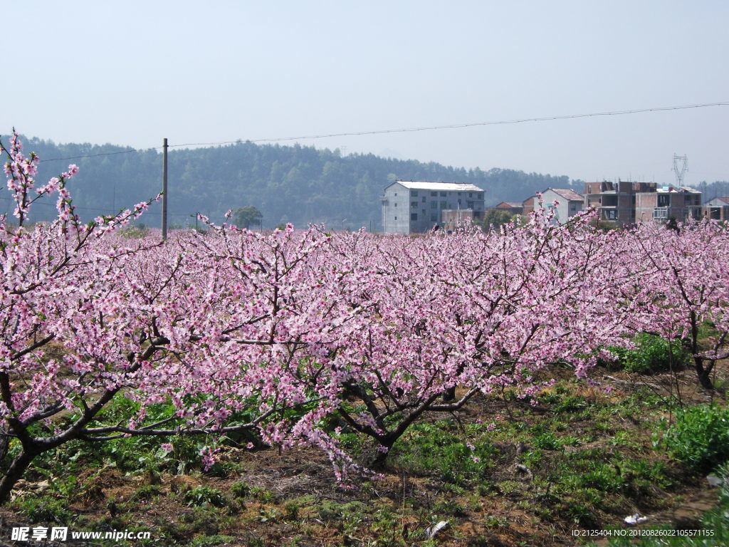 桃花