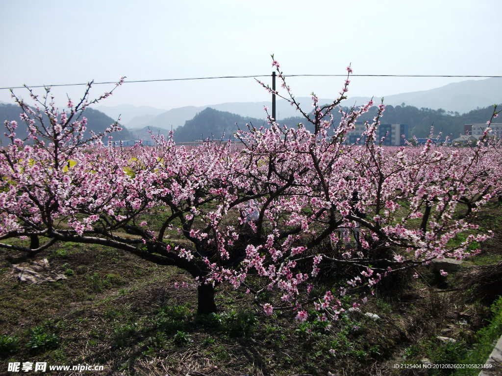 桃花
