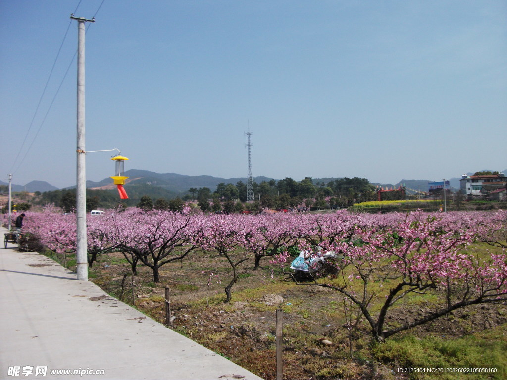 桃花