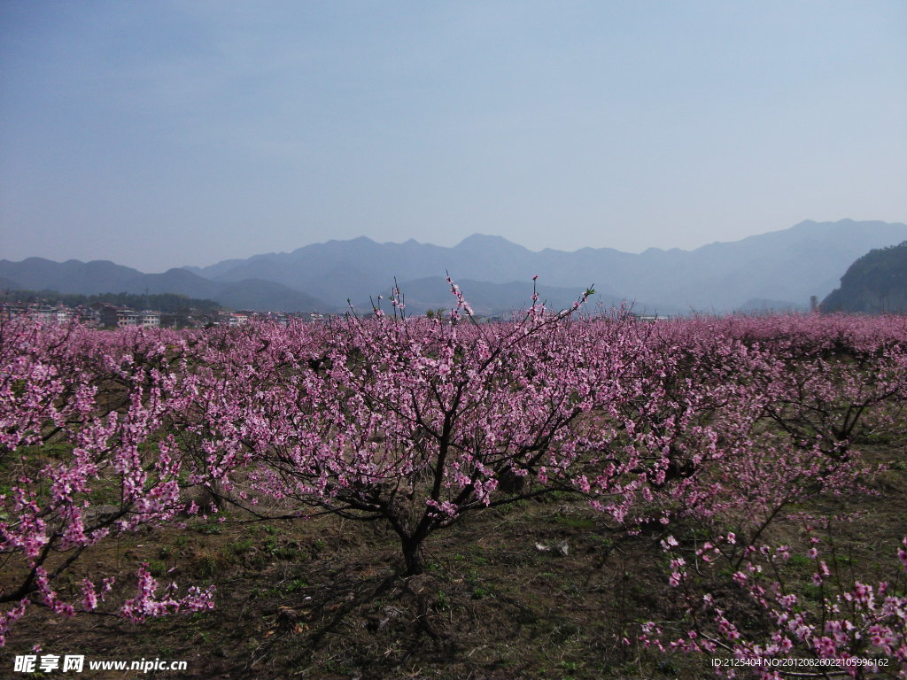 桃花